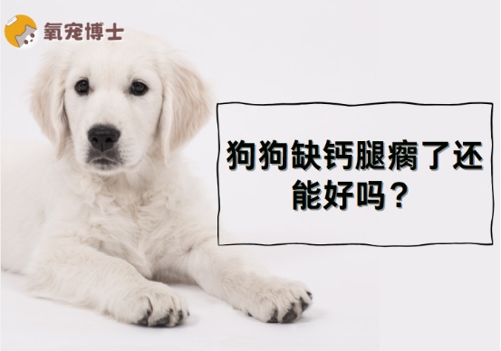 狗狗缺钙腿瘸了还能好吗？答案在这2步