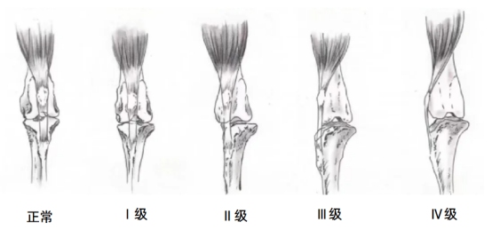狗狗髌骨脱位分级
