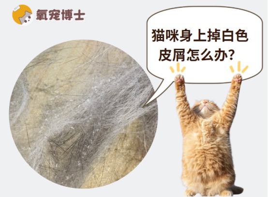 猫咪身上掉白色皮屑，是太干燥了还是猫癣？