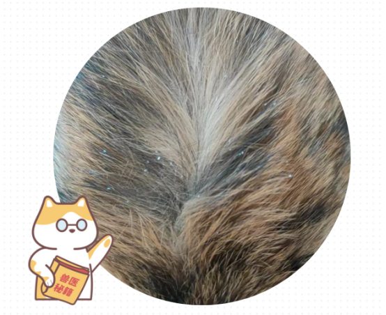 猫咪身上有很多白色皮屑