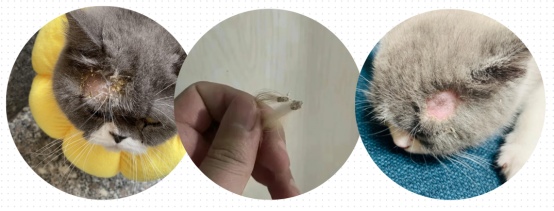 猫癣皮屑