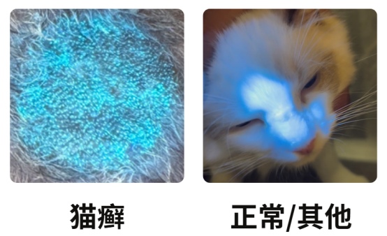 猫癣怎么诊断?