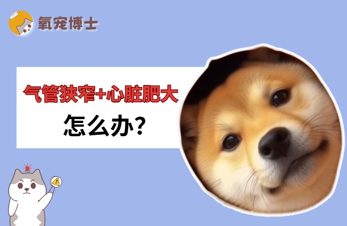 狗狗气管狭窄心脏肥大怎么办？