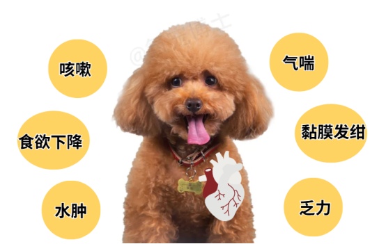 狗狗心脏肥大的症状