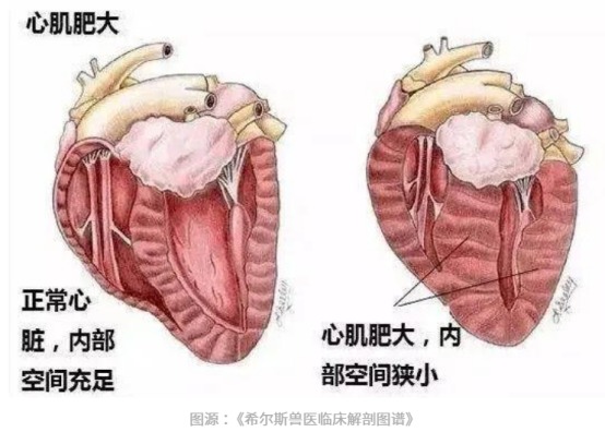 狗狗心脏肥大
