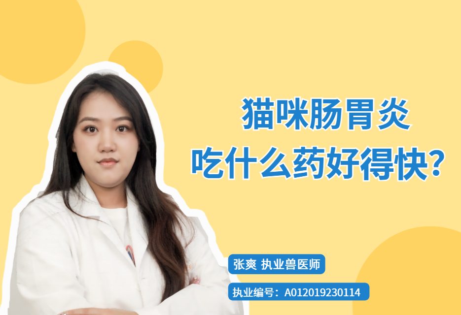 【宠医科普】猫咪肠胃炎吃什么药好得快？
