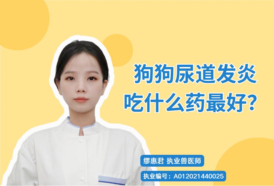 【宠医科普】狗狗尿道发炎吃什么药最好？