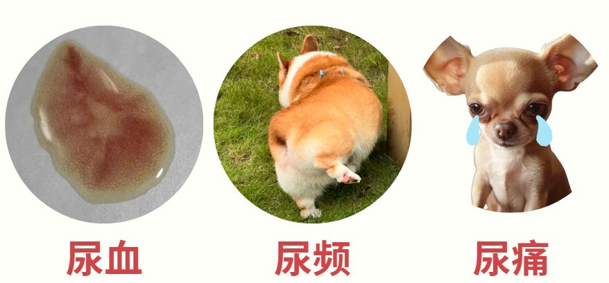 狗狗尿道发炎吃什么药？