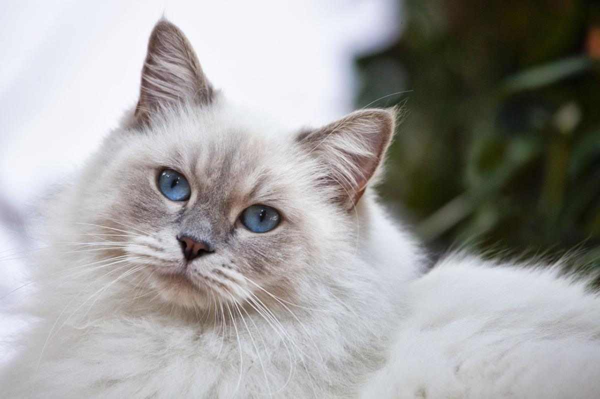 母猫生产后别大意！需要注意的6件事，关系猫妈妈和小猫健康