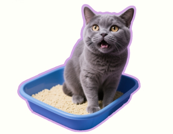 猫咪尿频