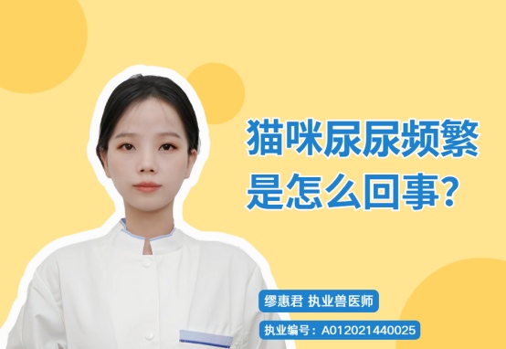 猫咪尿频尿急原因分析及正确应对方法