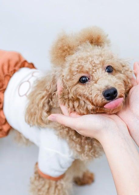 狗狗乳腺肿瘤肿胀别乱用药，分清3种原因科学治疗