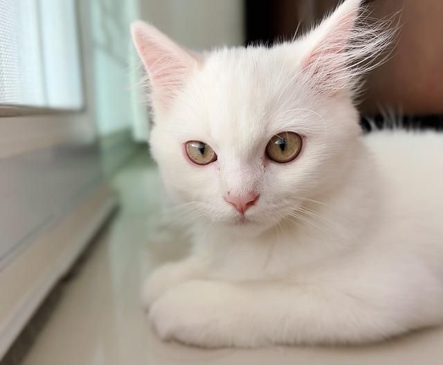 猫咪产后出血正常吗？3招判断母猫恶露异常及护理方法
