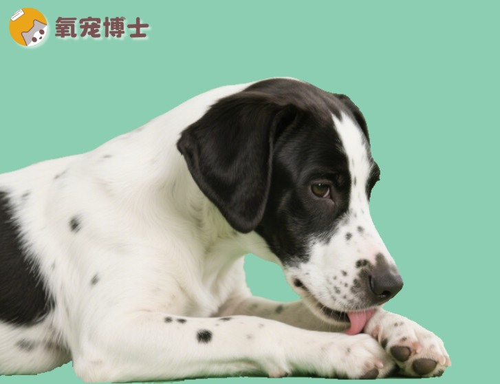 狗狗不停的舔爪子怎么回事？5大真相揭秘