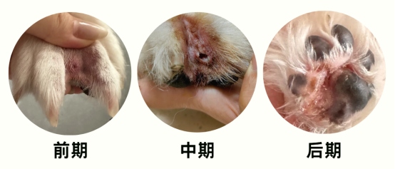 狗狗频繁舔爪子怎么回事?