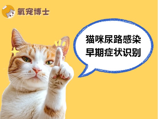 尿频、尿血、乱尿？警惕猫尿路感染初期症状！