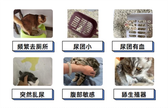 猫咪尿路感染的症状