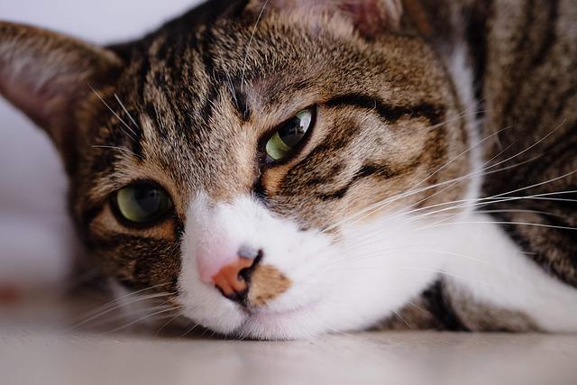 警惕！猫咪子宫蓄脓的早期症状容易被忽略，这几点要牢记