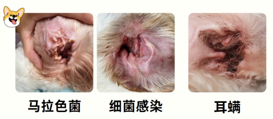 狗耳朵里有褐色的东西怎么办?