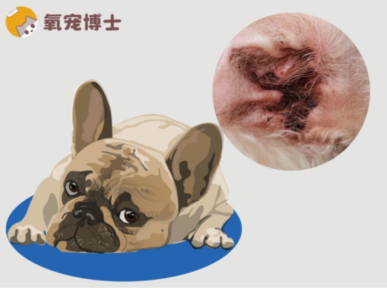 狗狗耳朵里有褐色分泌物还滂臭？处理方案解析！