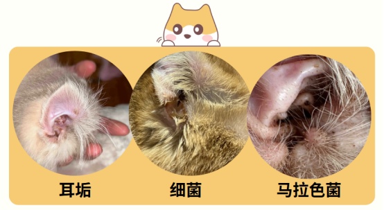 猫的耳朵里有黑色的东西怎么回事