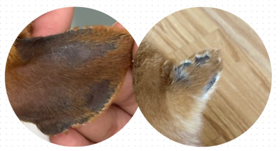 泰迪耳朵痒的原因