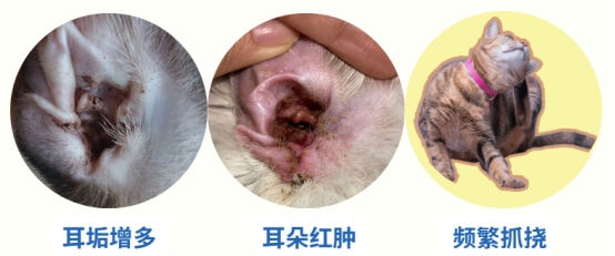 猫耳朵脏怎么清理