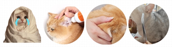 怎么给猫咪清理耳朵?