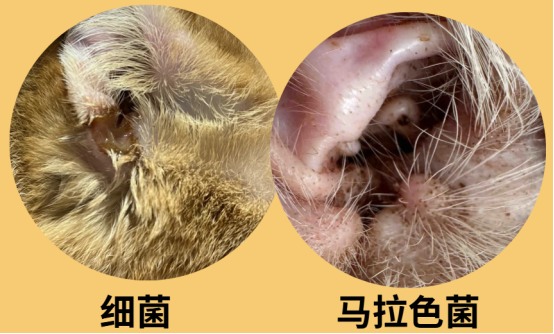 猫耳朵脏怎么清理?