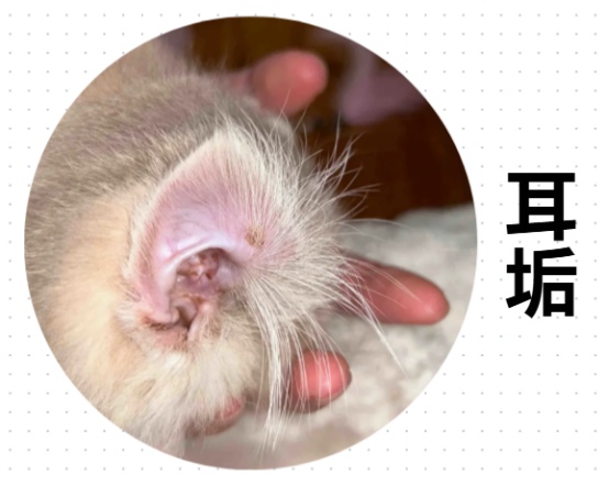 猫耳朵里面有脏东西