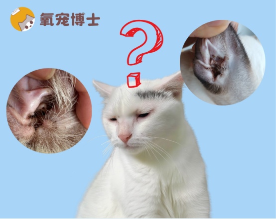 猫耳朵里的脏东西别乱清！拆解3类病因和处理方法