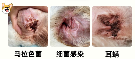 泰迪耳朵痒怎么回事?