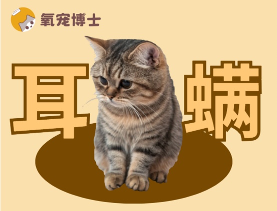 猫耳螨治疗方法全攻略：识别症状与居家护理指南