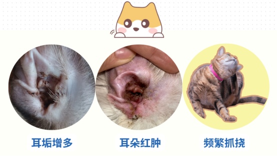 狗狗耳螨怎么治