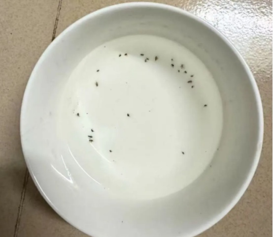 猫身上有跳蚤用什么驱虫