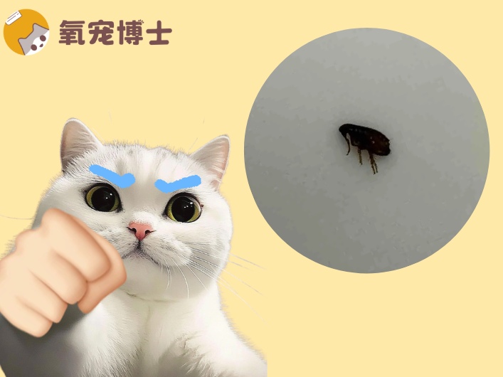猫咪跳蚤清除全攻略：科学驱虫方法与环境治理指南