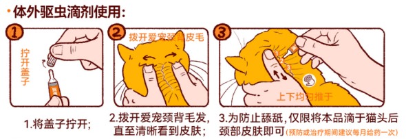 猫咪体外驱虫的正确方法图解
