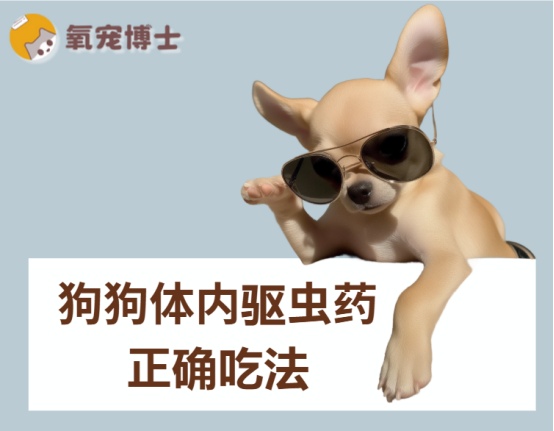 狗狗体内驱虫药正确服用方法，科学驱虫守护爱犬健康