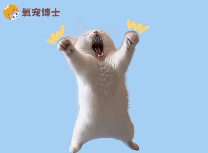 猫咪体外驱虫的正确方法