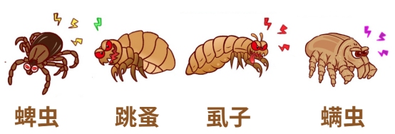 猫咪体外寄生虫