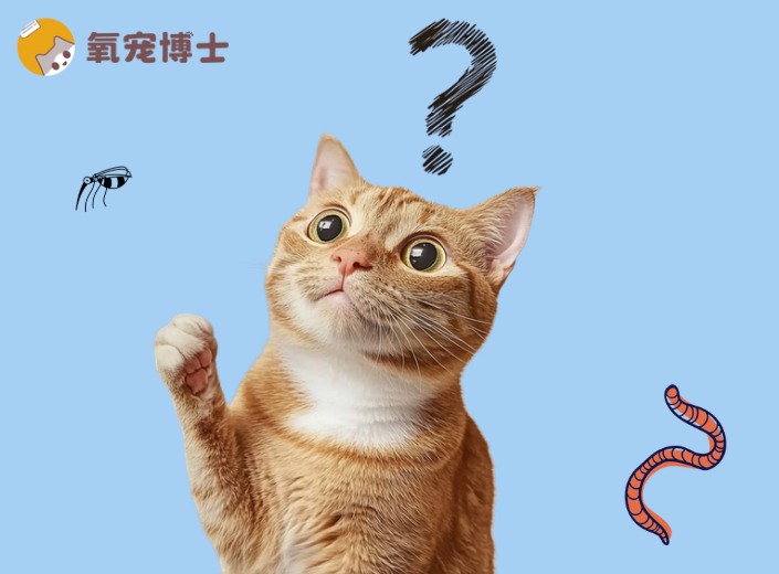 猫咪驱虫频率怎么定？幼猫成猫不同周期全解析