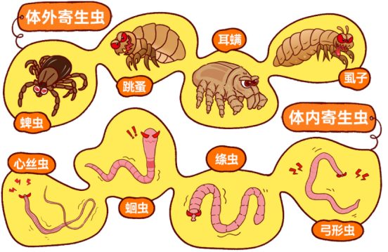 狗狗驱虫时间