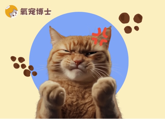 猫咪便秘怎么办？安全有效通便方法全攻略