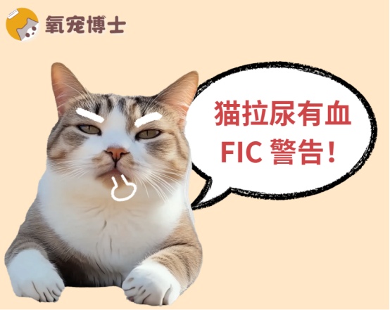 猫咪尿血不一定是结石 猫自发性膀胱炎才是真凶