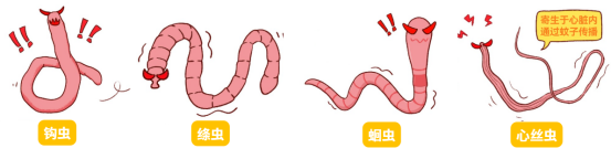 狗狗吃什么药驱虫?
