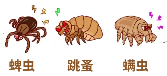 狗狗驱虫