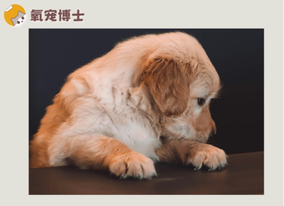狗狗感冒发抖不要盲目保暖，正确处理方法及就医指征