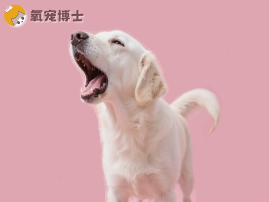 狗狗咳嗽怎么用药？分清干咳湿咳针对病因治疗才有效