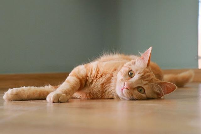 猫咪瘸腿怎么判断是扭伤还是骨折？五大症状区分方法