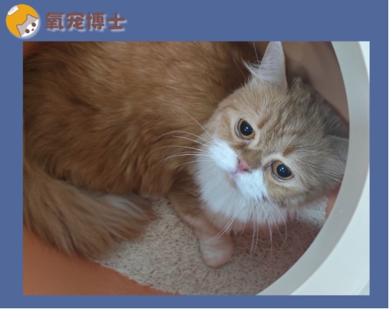 猫咪尿频尿少是什么原因如何治疗